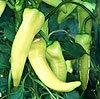 Sweet Banana Pepper 20 seeds
